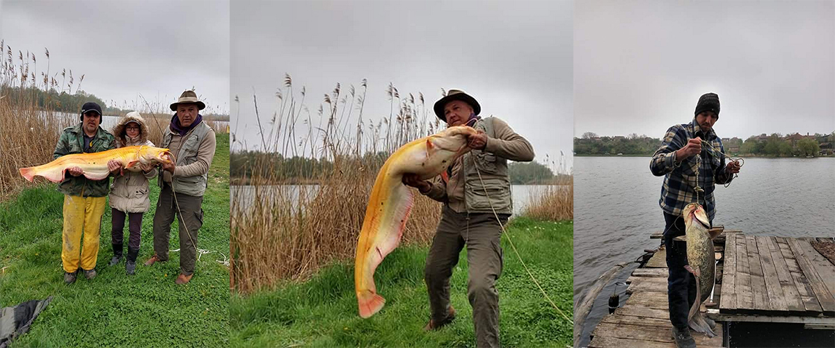 Сомовијада на Краљевцу